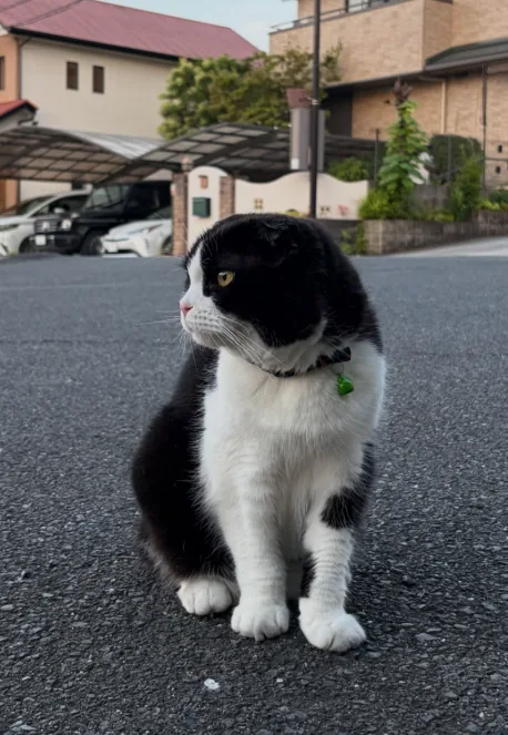 NaraTabu sitting on the asphalt of a quiet residential street, looking sharply to the side past parked cars and Japanese houses.