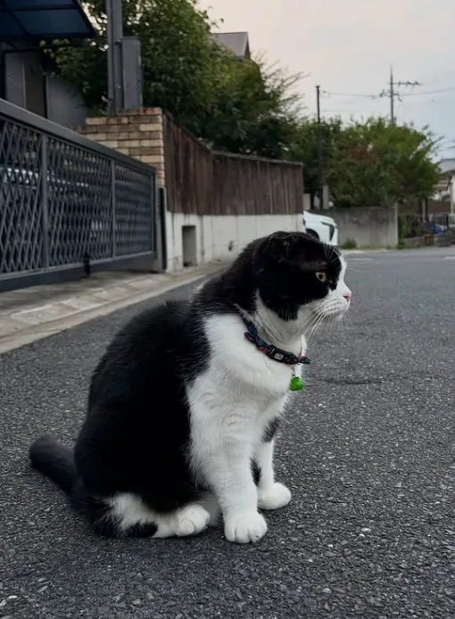 NaraTabu in profile on the street beside a metal gate and block wall, with utility poles and an evening sky above the rooftops.