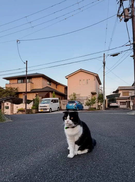 Wide view of the quiet neighborhood — tiled houses, power lines and parked cars — with NaraTabu sitting alone in the middle of the road.