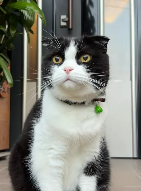 Close-up of NaraTabu beside the family's dark front door, folded ears, pink nose and bright green bell catching the light.