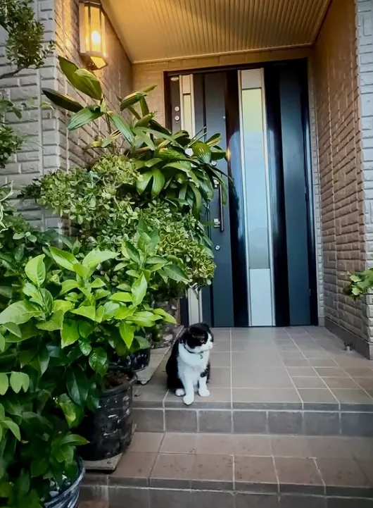 The family entrance path in late afternoon light, a warm lantern on the brick wall and dense green plants, with NaraTabu waiting small at the dark door.