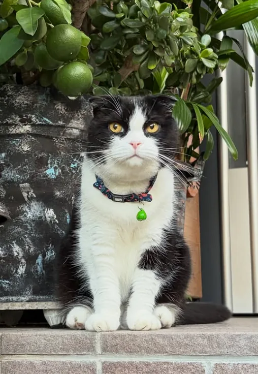 NaraTabu sitting upright on a tiled step beneath a potted citrus tree, staring straight ahead with golden eyes, wearing a patterned collar and a bright green bell.
