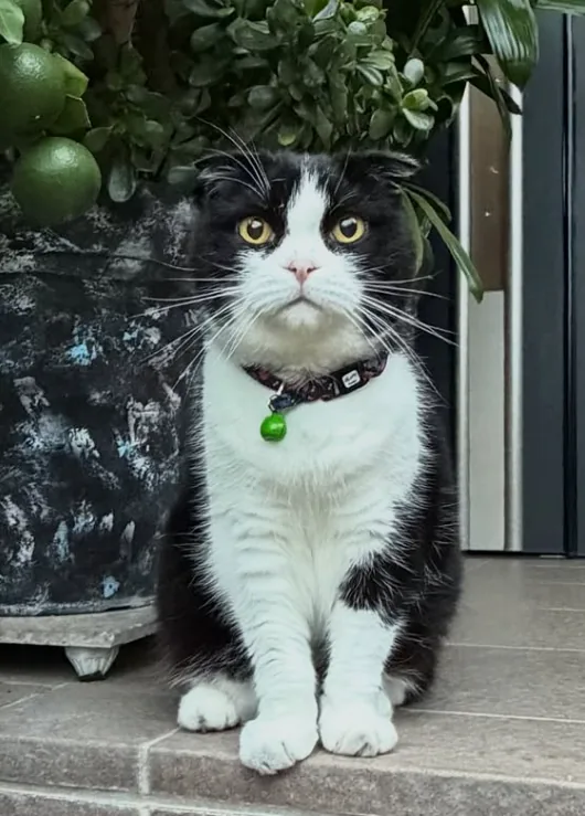NaraTabu seated upright on the entrance step with front paws together, looking calmly past the camera.